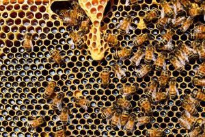 Çocuklarda arı sütü, bal ve propolis kullanımı