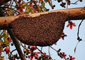 Diş sağlığı için Propolis Kullanımı
