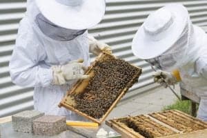 Kaliteli Propolis Bulma Tüyoları